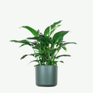 Peace Lily small